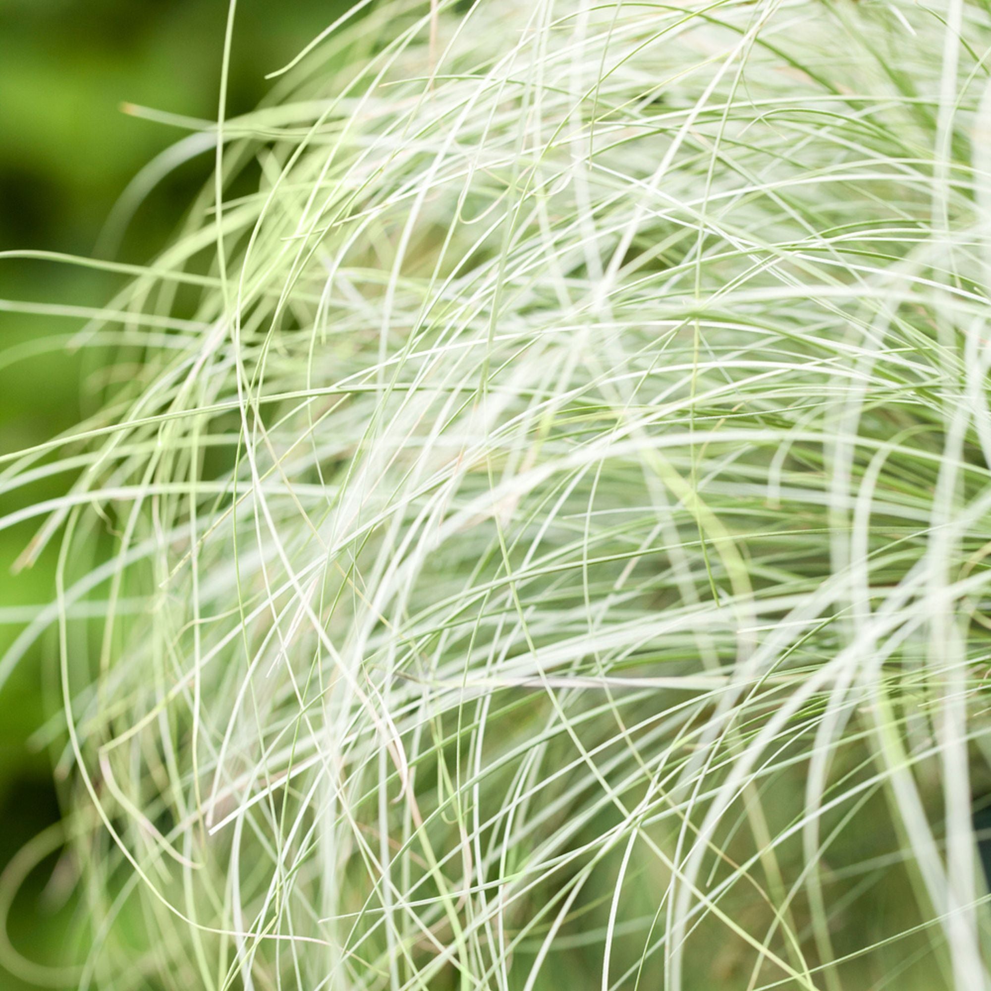 Neuseeländische Segge 'Frosted Curls' (Carex albula 'Frosted Curls') - Grün - winterhart | Bild 2