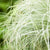 Neuseeländische Segge 'Frosted Curls' (Carex albula 'Frosted Curls') - Grün - winterhart | Bild 2