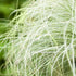 Neuseeländische Segge 'Frosted Curls' (Carex albula 'Frosted Curls') - Grün - winterhart | Bild 2
