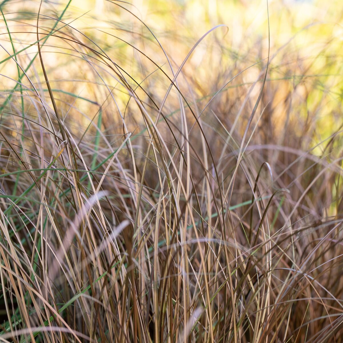 Neuseeland Segge 'Bronze Reflection' (Carex comans 'Bronze Reflection') - Braun - immergrün - winterhart | Bild 1