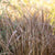 Neuseeland Segge 'Bronze Reflection' (Carex comans 'Bronze Reflection') - Braun - immergrün - winterhart | Bild 1