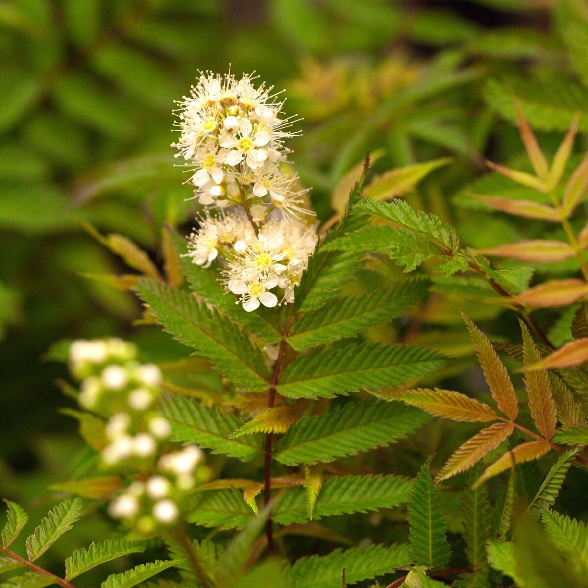 Niedrige Fiederspiere 'Semⓢ' - Weiß - bienenfreundlich | Bild 1