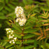 Niedrige Fiederspiere 'Semⓢ' - Weiß - bienenfreundlich | Bild 1