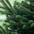 Nordmanntanne, 40 - 50 cm (Abies nordmanniana) - Grün - immergrün - winterhart | Bild 1