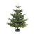 Nordmanntanne L | ca. 155 - 175 cm (Abies nordmanniana) - Grün - immergrün - winterhart | Bild 1