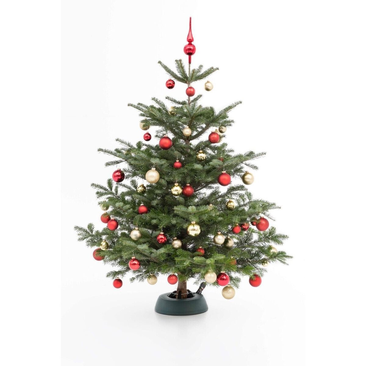 Nordmanntanne S | ca. 80 – 100 cm (Abies nordmanniana) - Grün - immergrün - winterhart | Bild 2
