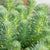 Ockergelbe Fetthenne 'Green Ball' (Sedum 'Green Ball') - Grün - winterhart | Bild 1