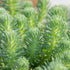 Ockergelbe Fetthenne 'Green Ball' (Sedum 'Green Ball') - Grün - winterhart | Bild 1