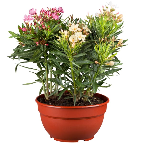 Oleander Busch (Nerium oleander) - Bunt | Bild 1