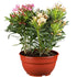 Oleander Busch (Nerium oleander) - Bunt | Bild 1