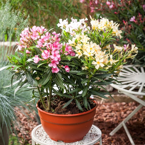 Oleander Busch (Nerium oleander) - Bunt | Bild 3