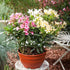 Oleander Busch (Nerium oleander) - Bunt | Bild 3