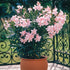 Oleander Busch (Nerium oleander) - Rosa | Bild 3