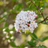 Osterschneeball 'Anne Russell' (Viburnum burkwoodii 'Anne Russell') - Weiß - winterhart | Bild 1