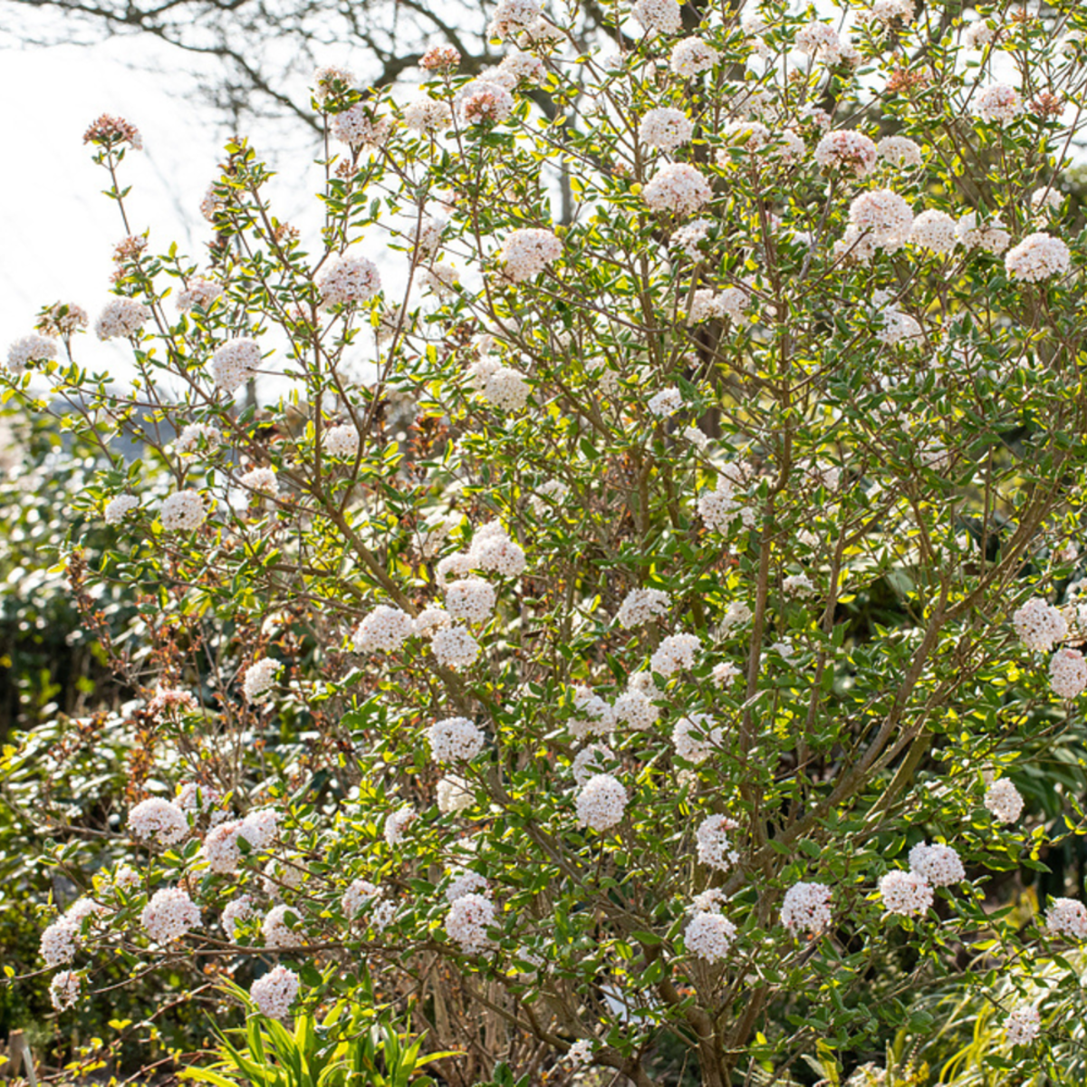 Osterschneeball 'Anne Russell' (Viburnum burkwoodii 'Anne Russell') - Weiß - winterhart | Bild 2