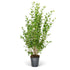 Ovalblättriger Liguster, ca. 15 - 20 cm, 6 m Hecke - Grün | Bild 1