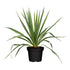 Palmlilie (Yucca filamentosa) - Weiß - winterhart | Bild 1