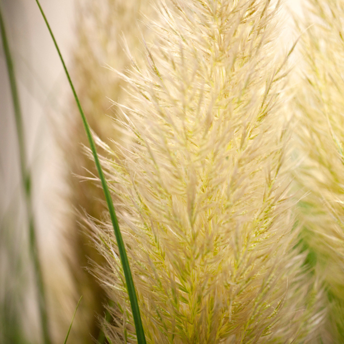Pampasgras 'Evita®' (Cortaderia selloana 'Evita®') - Grün - immergrün - winterhart | Bild 1