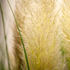 Pampasgras 'Evita®' (Cortaderia selloana 'Evita®') - Grün - immergrün - winterhart | Bild 1
