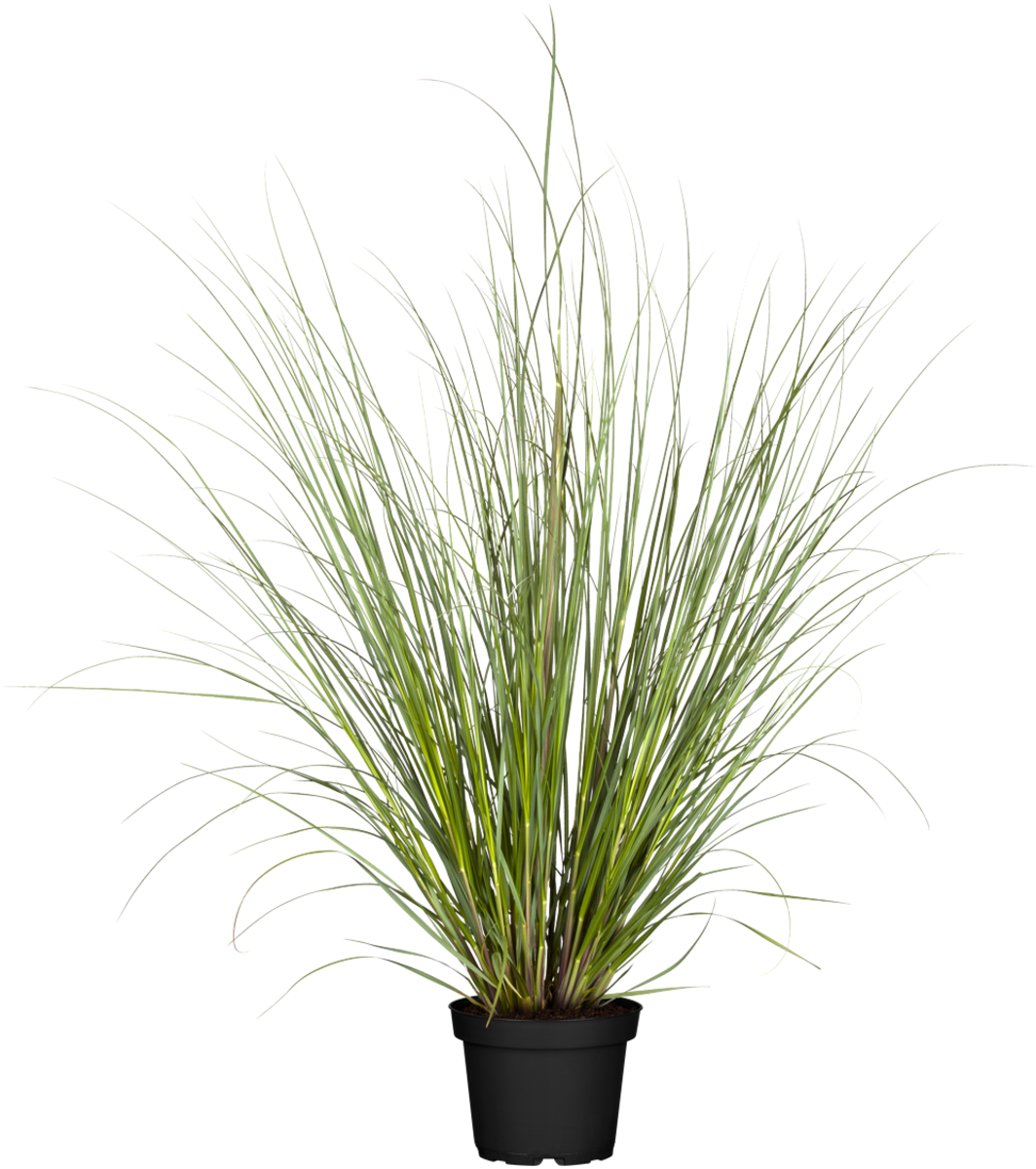 Pampasgras 'Evita®' (Cortaderia selloana 'Evita®') - Grün - immergrün - winterhart | Bild 2