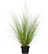 Pampasgras 'Evita®' (Cortaderia selloana 'Evita®') - Grün - immergrün - winterhart | Bild 2