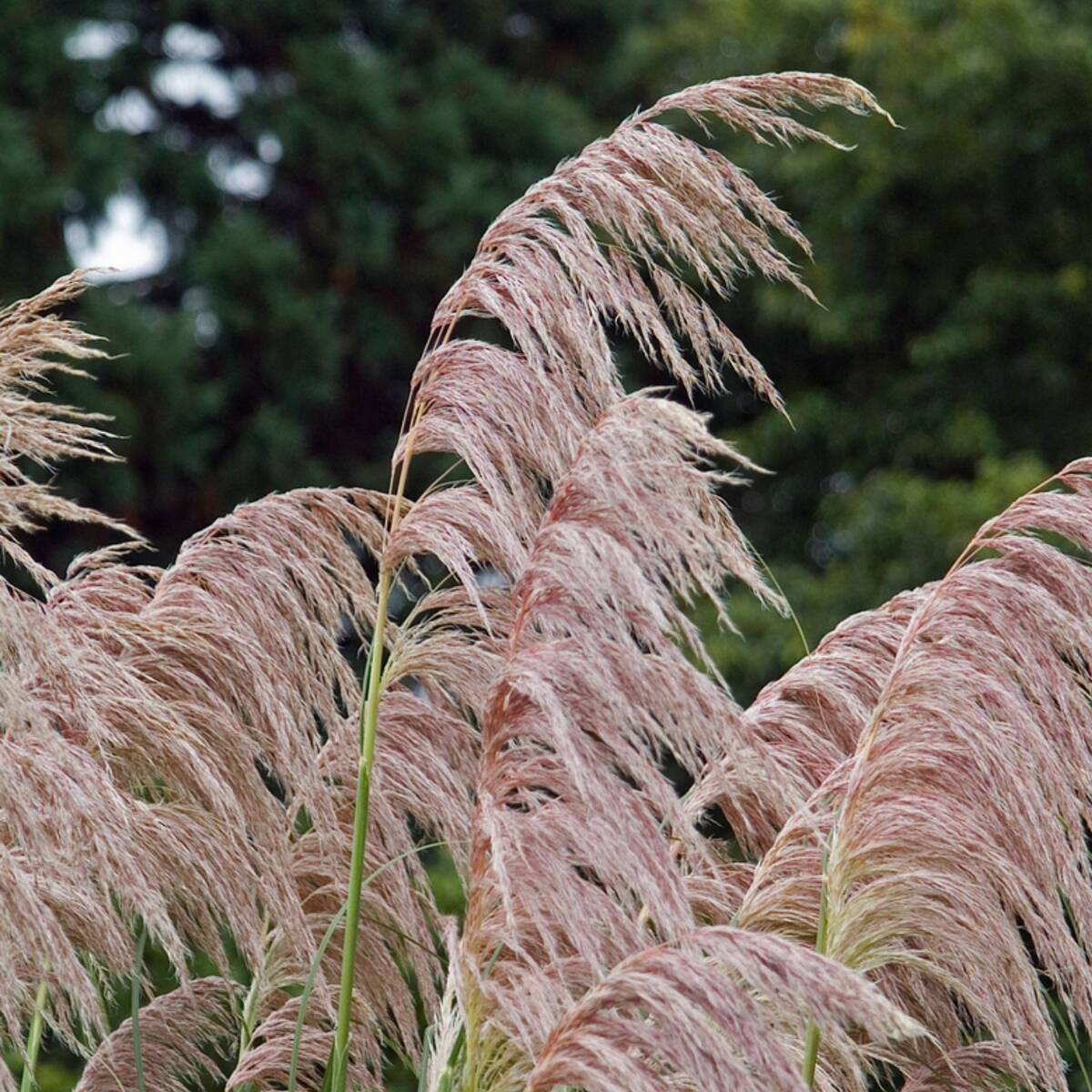 Pampasgras 'Pink Feather' (Cortaderia selloana 'Pink Feather') - Weiß - immergrün - winterhart - bienenfreundlich | Bild 1