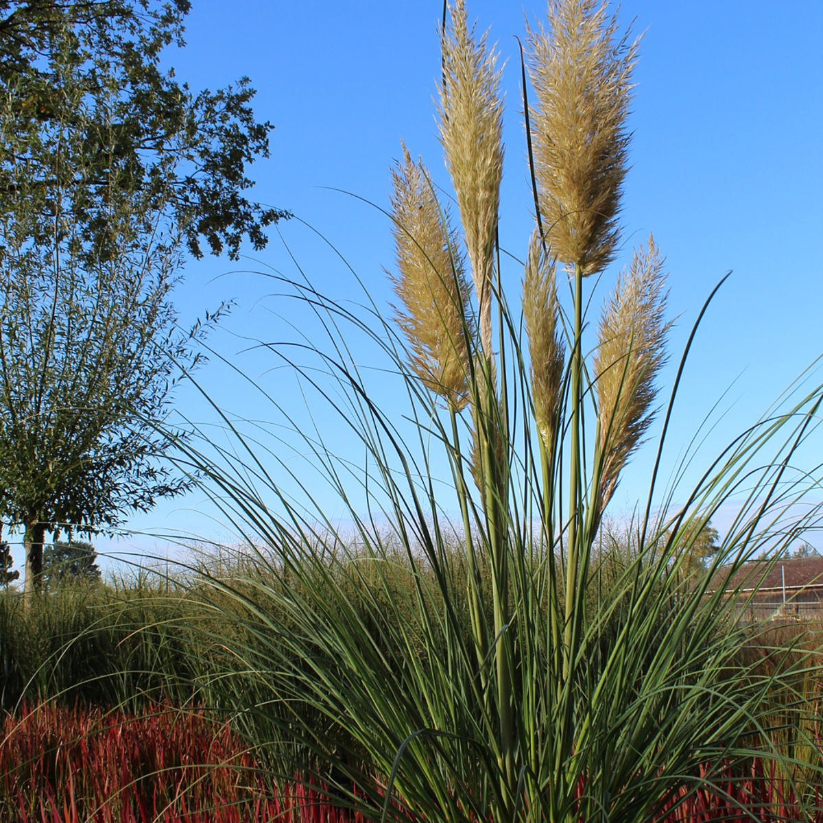 Pampasgras 'Senior' (Cortaderia selloana 'Senior') - Grün - immergrün - winterhart | Bild 1