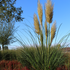 Pampasgras 'Senior' (Cortaderia selloana 'Senior') - Grün - immergrün - winterhart | Bild 1