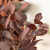 Perückenstrauch 'Lilla®' (Cotinus coggygria 'Lilla®') - Rot - sommergrün - winterhart | Bild 1