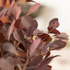Perückenstrauch 'Lilla®' (Cotinus coggygria 'Lilla®') - Rot - sommergrün - winterhart | Bild 1