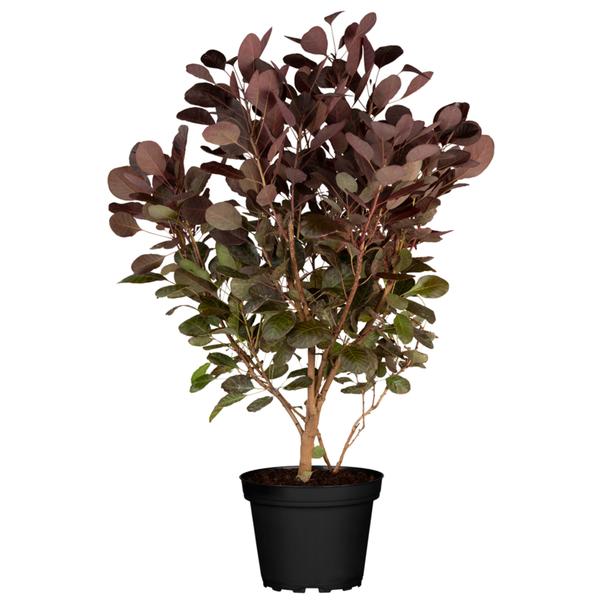 Perückenstrauch 'Lilla®' (Cotinus coggygria 'Lilla®') - Rot - sommergrün - winterhart | Bild 2