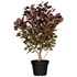 Perückenstrauch 'Lilla®' (Cotinus coggygria 'Lilla®') - Rot - sommergrün - winterhart | Bild 2