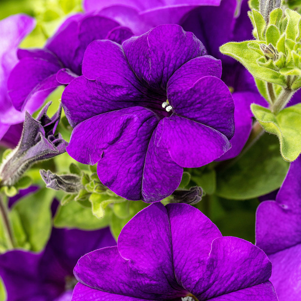 Petunie, Mix (Petunia Hybriden) - Blau | Bild 1