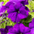 Petunie, Mix (Petunia Hybriden) - Blau | Bild 1