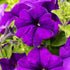 Petunie, Mix (Petunia Hybriden) - Blau | Bild 1