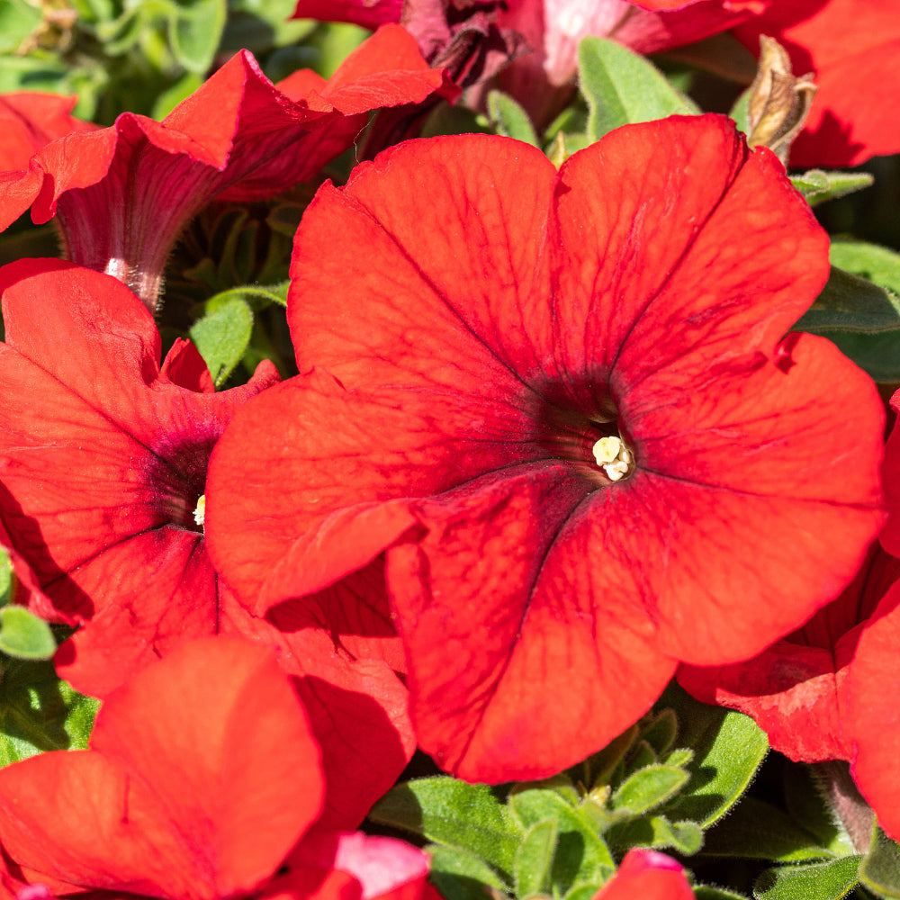 Petunie, Mix (Petunia Hybriden) - Rot | Bild 1