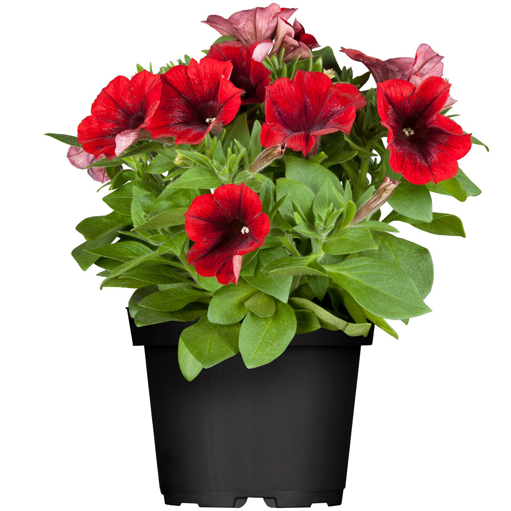 Petunie, Mix (Petunia Hybriden) - Rot | Bild 2