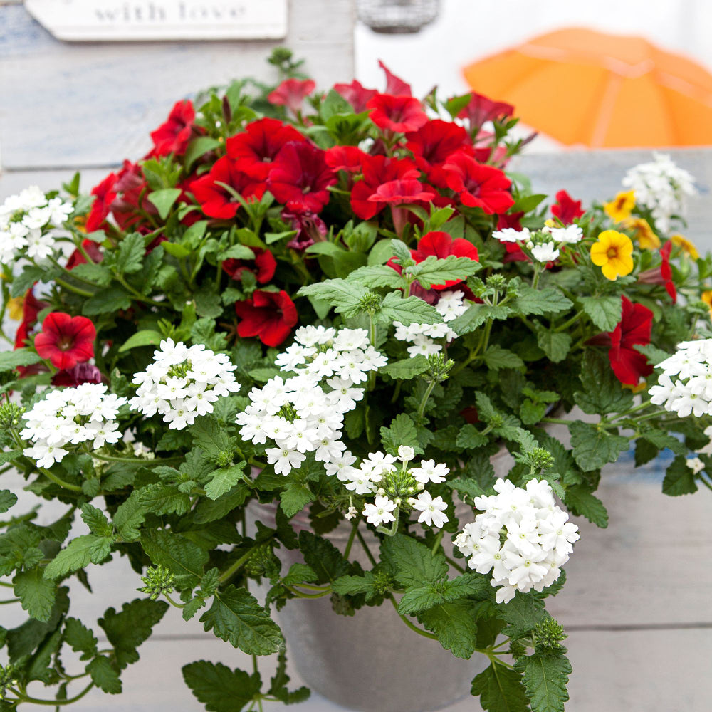 Petunie, Mix (Petunia Hybriden) - Rot | Bild 3