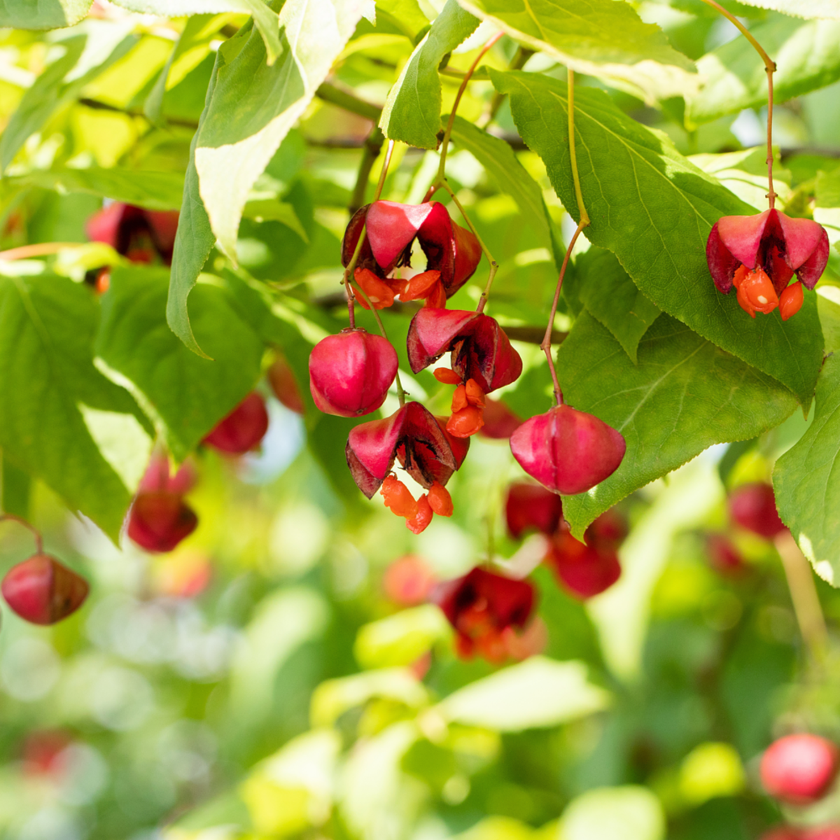 Pfaffenhüttchen (Euonymus europaeus) - Grün - sommergrün - winterhart - bienenfreundlich | Bild 1
