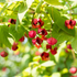 Pfaffenhüttchen (Euonymus europaeus) - Grün - sommergrün - winterhart - bienenfreundlich | Bild 1