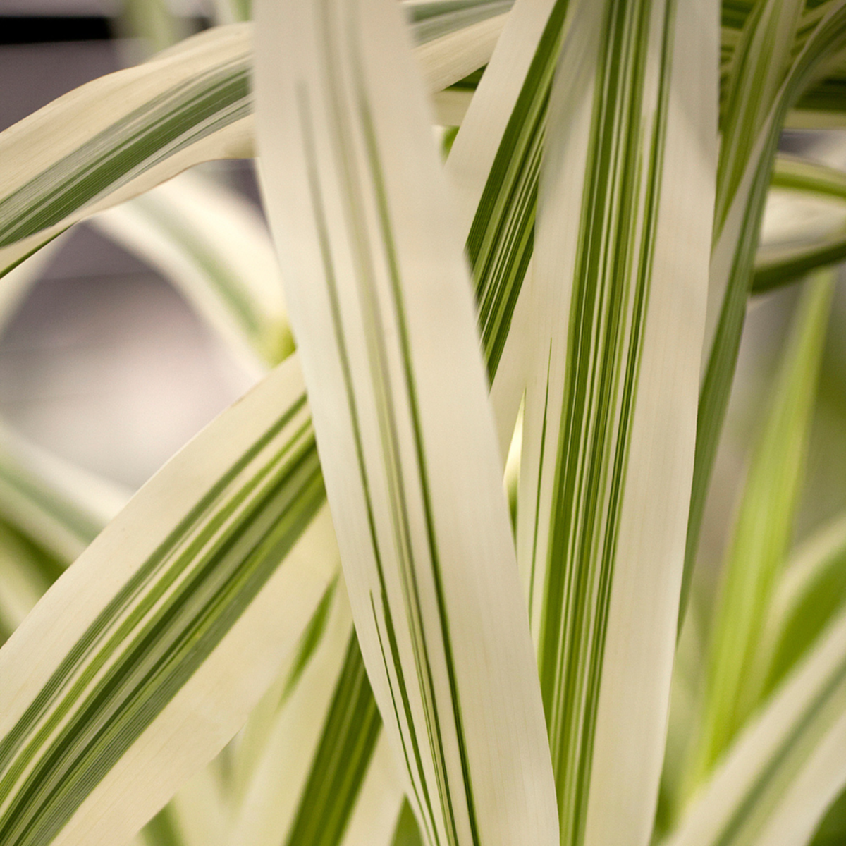 Pfahlrohr 'Ely' (Arundo donax 'Ely') - Weiß - sommergrün - winterhart | Bild 1