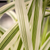 Pfahlrohr 'Ely' (Arundo donax 'Ely') - Weiß - sommergrün - winterhart | Bild 1