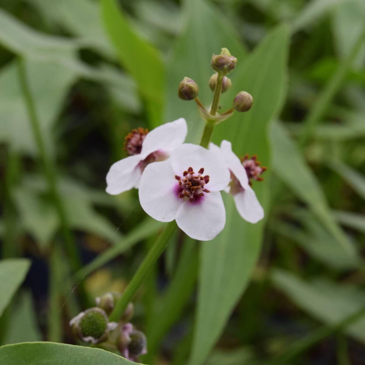 Pfeilkraut (Sagittaria sagittifolia) - Weiß - winterhart | Bild 1