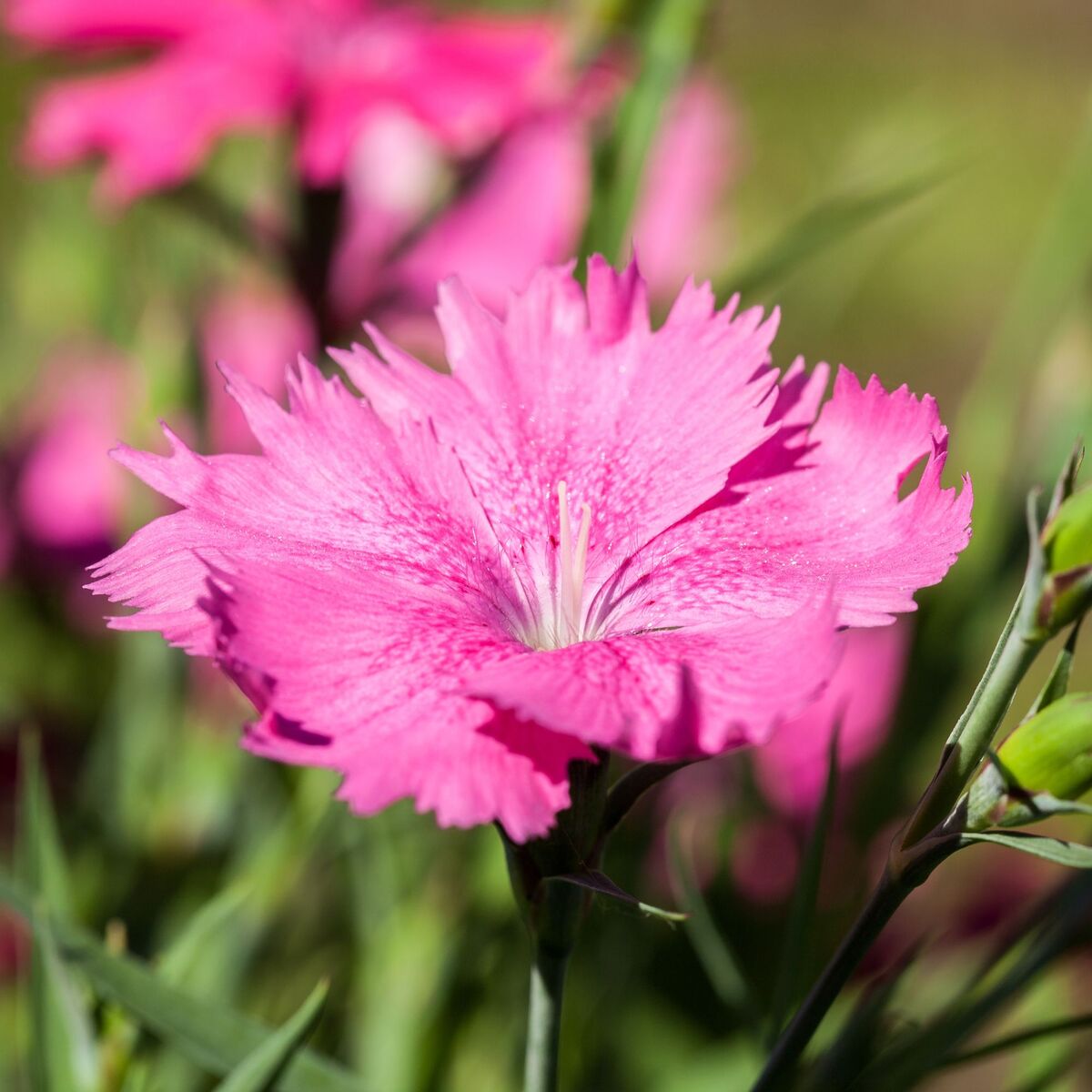 Pfingstnelke (Dianthus gratianopolitanus ') - Rosa - immergrün - winterhart | Bild 1