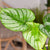 Philodendron 'Mamei' (Philodendron 'Mamei') - Grün - immergrün | Bild 2