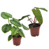 Philodendron Set "Tropische Baumfreunde" - Grün - winterhart | Bild 1