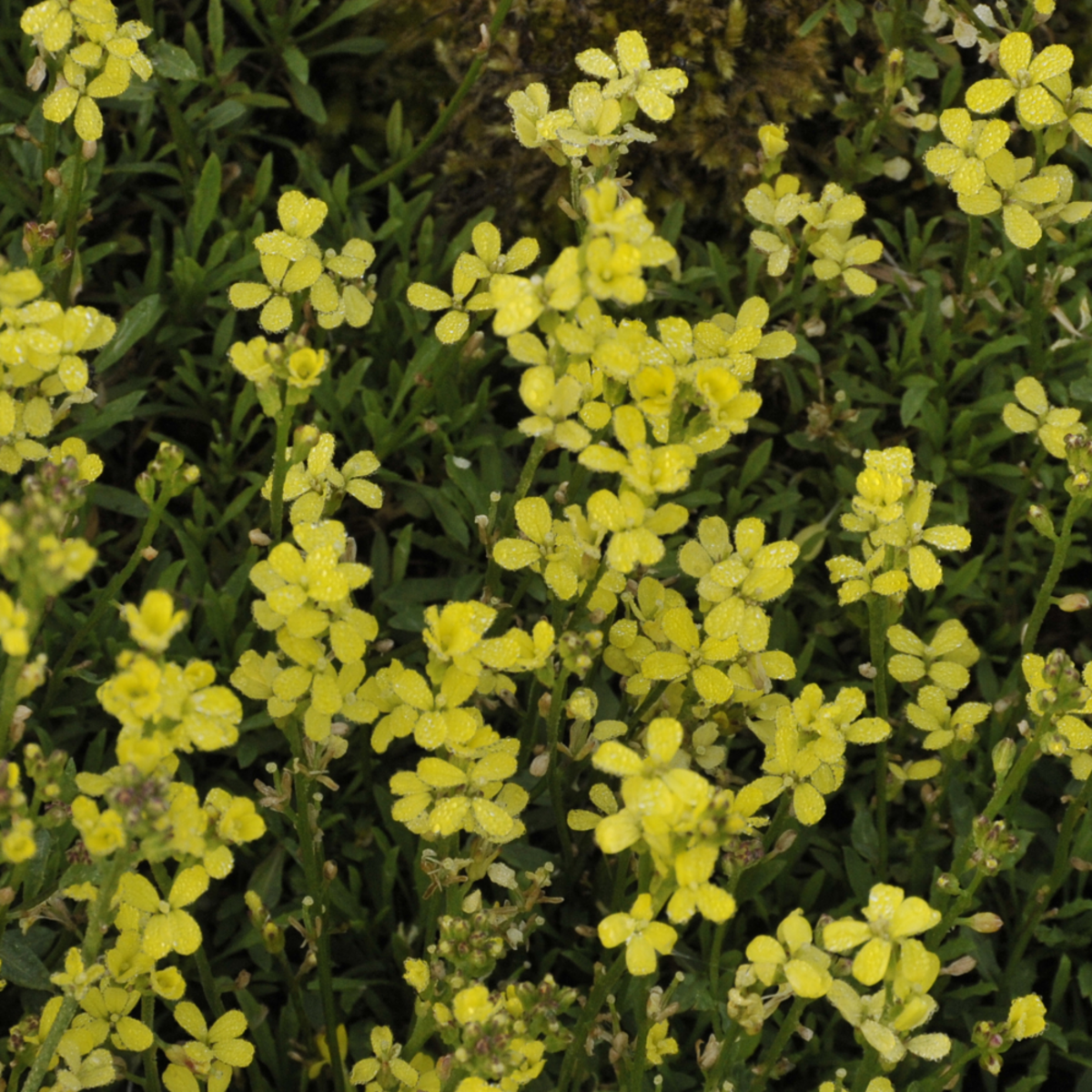Polster-Goldlack (Erysimum pulchellum) - Gelb - winterhart | Bild 1