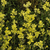 Polster-Goldlack (Erysimum pulchellum) - Gelb - winterhart | Bild 1