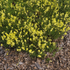 Polster-Goldlack (Erysimum pulchellum) - Gelb - winterhart | Bild 2