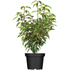 Portugiesischer Kirschlorbeer 'Angustifolia' (Prunus lusitanica 'Angustifolia') - Weiß - winterhart | Bild 2